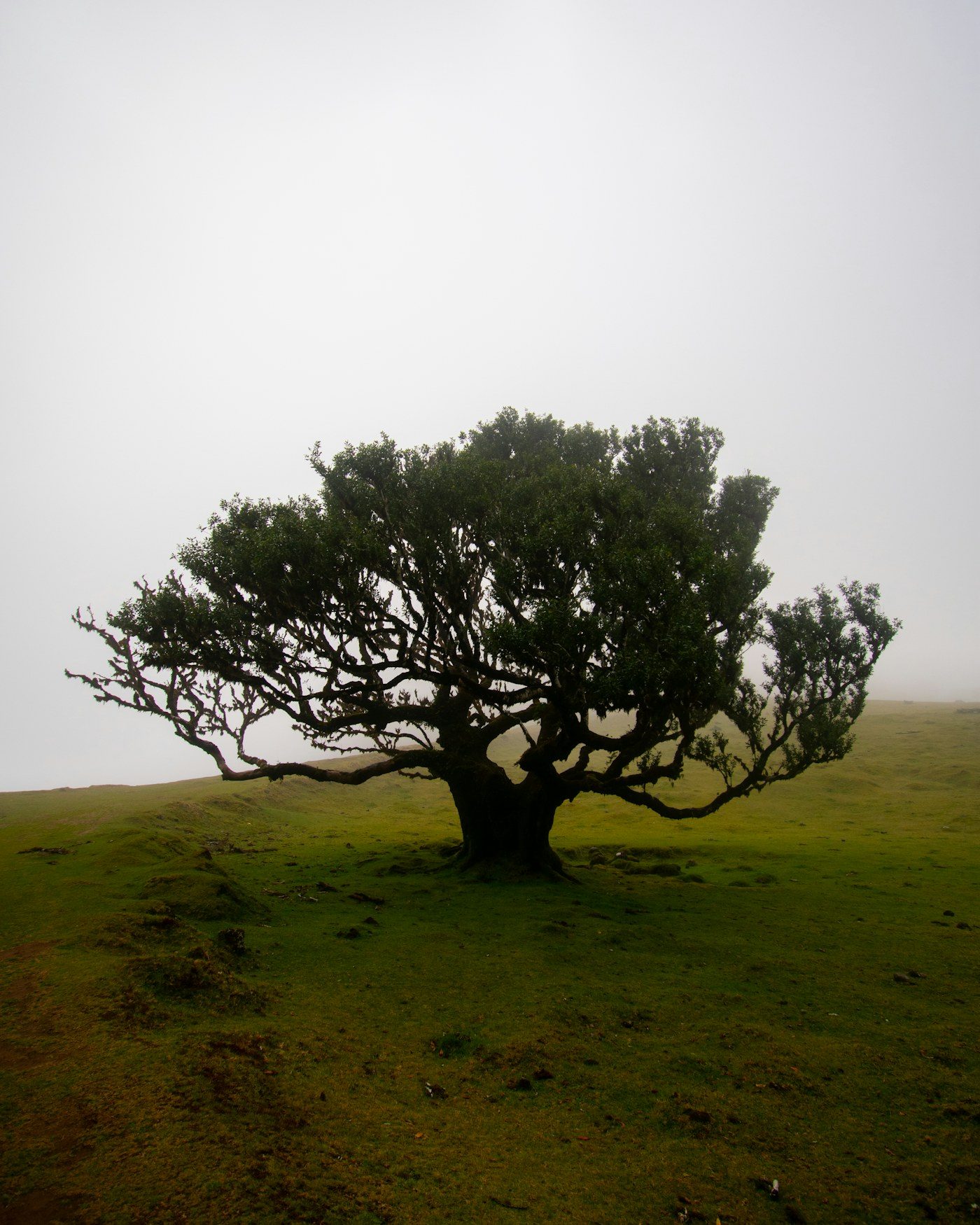 A lone tree on a hillside, shaped by the wind, in morning fog